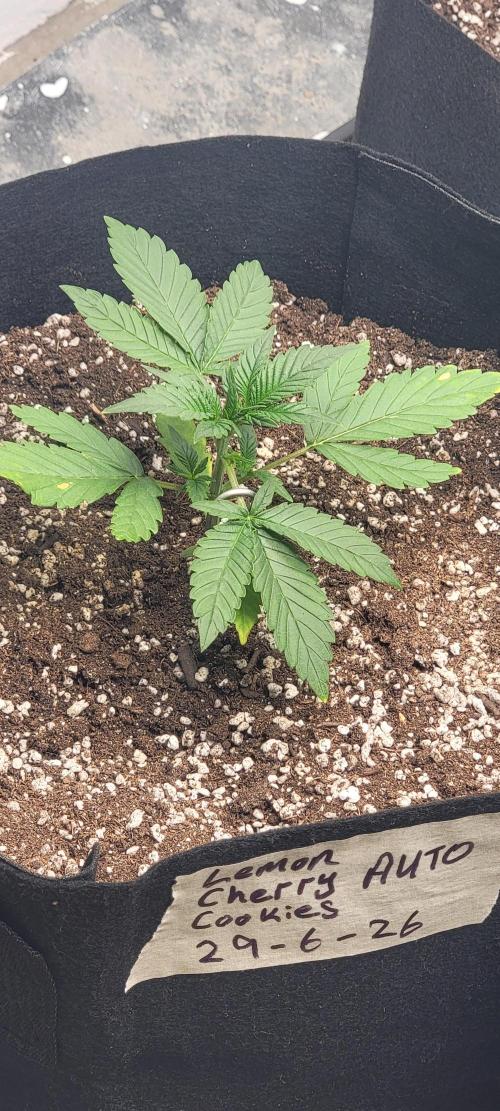 D BIG BOY GENETICS. Week 3