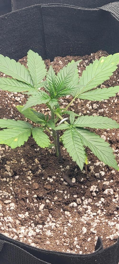 D BIG BOY GENETICS. Week 3