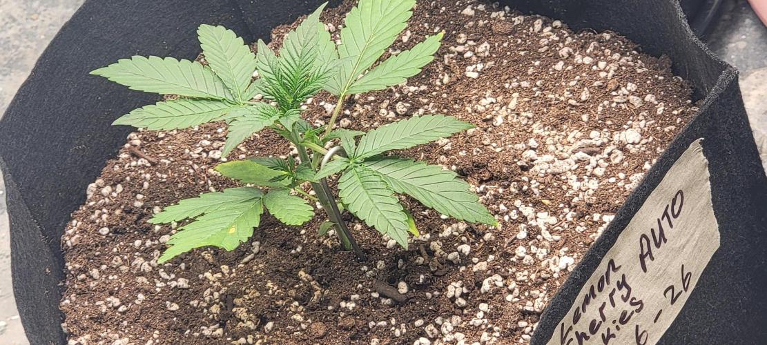 D BIG BOY GENETICS. Week 3