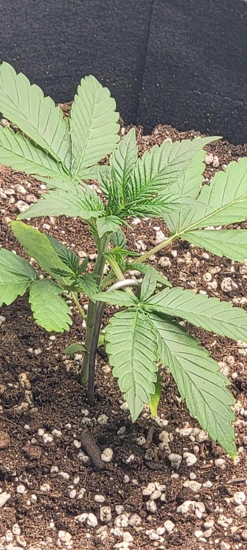 D BIG BOY GENETICS. Week 3