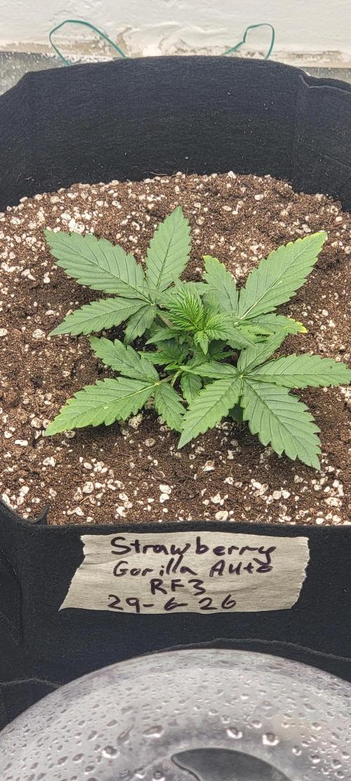 D BIG BOY GENETICS. Week 3