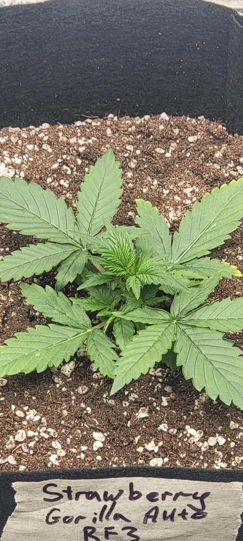 D BIG BOY GENETICS. Week 3