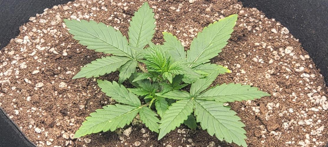 D BIG BOY GENETICS. Week 3