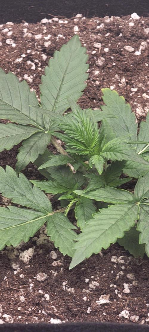 D BIG BOY GENETICS. Week 3