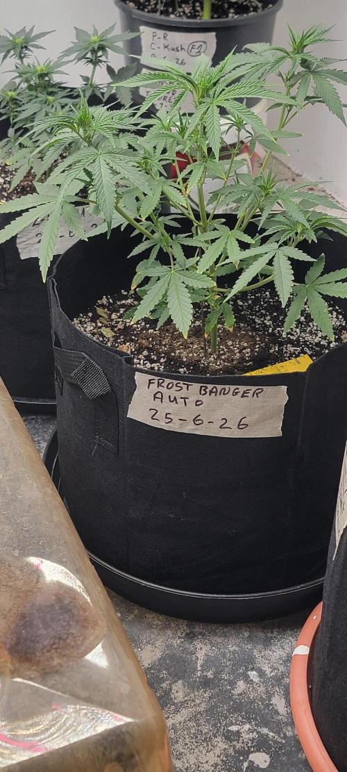 D BIG BOY GENETICS. Week 5 - It's now 10 inches tall an coming alone lovely 