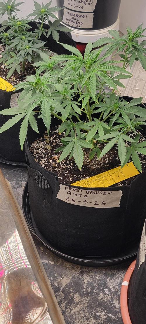 D BIG BOY GENETICS. Week 5
