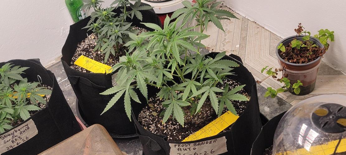 D BIG BOY GENETICS. Week 5