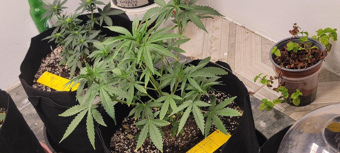 D BIG BOY GENETICS. Week 5