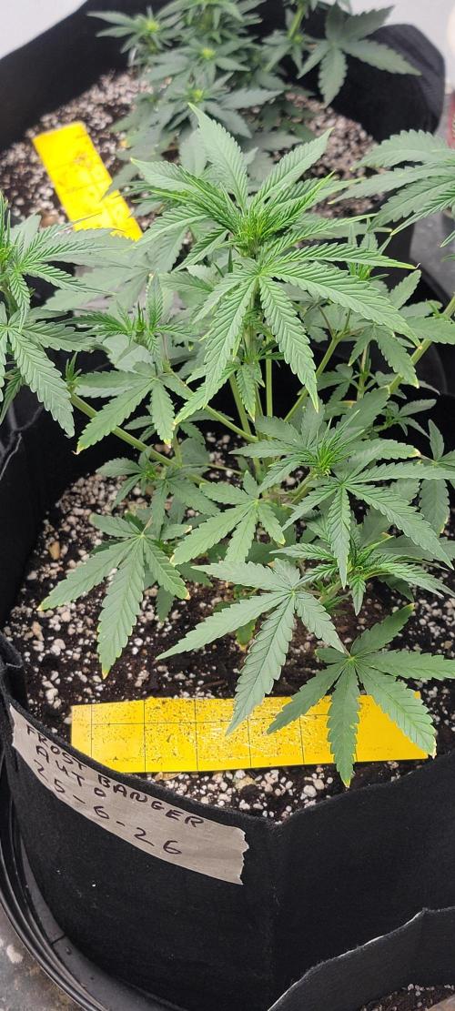 D BIG BOY GENETICS. Week 5