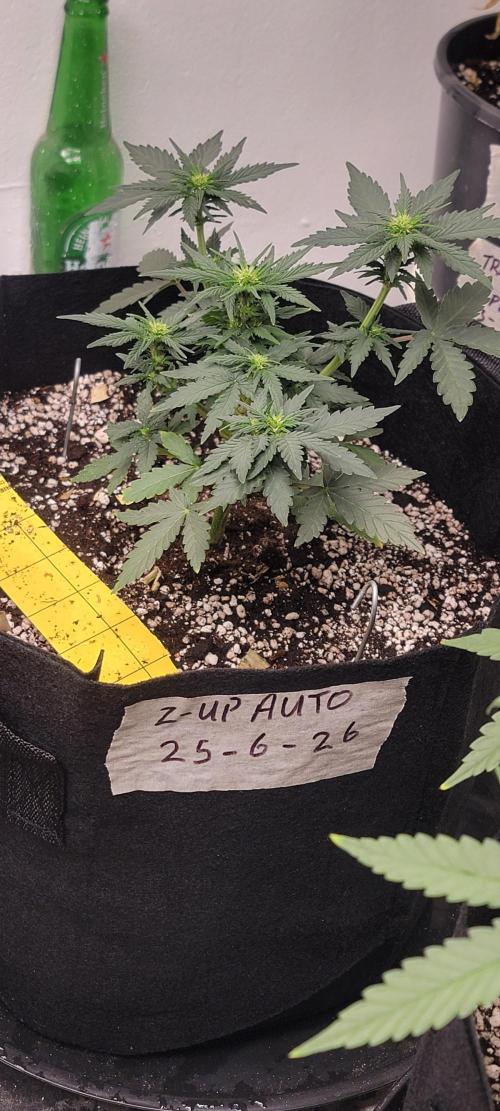 D BIG BOY GENETICS. Week 5 - It's 6.5 inches tall and already into bloom 