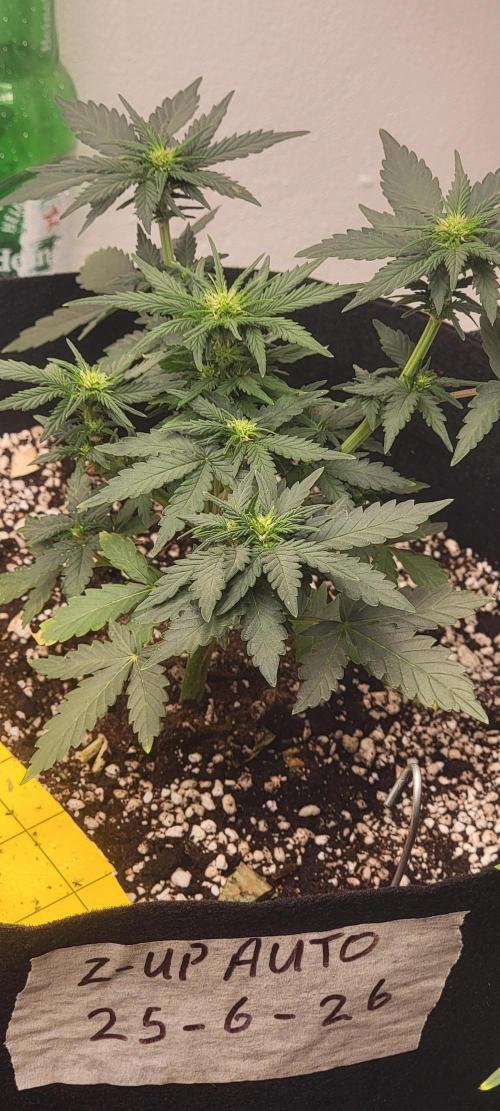 D BIG BOY GENETICS. Week 5