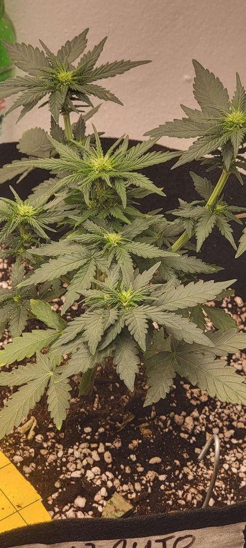 D BIG BOY GENETICS. Week 5