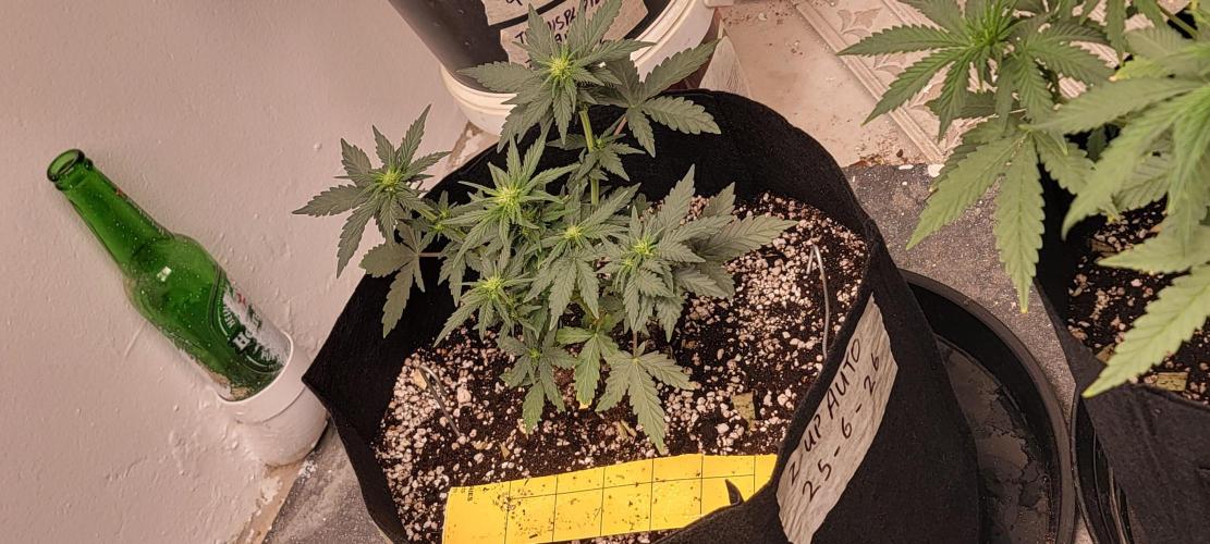 D BIG BOY GENETICS. Week 5