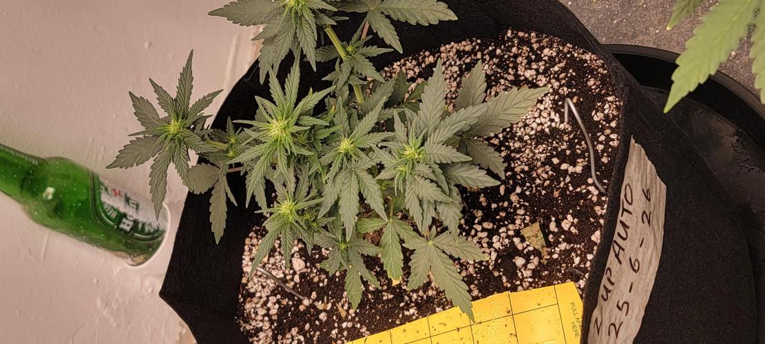 D BIG BOY GENETICS. Week 5
