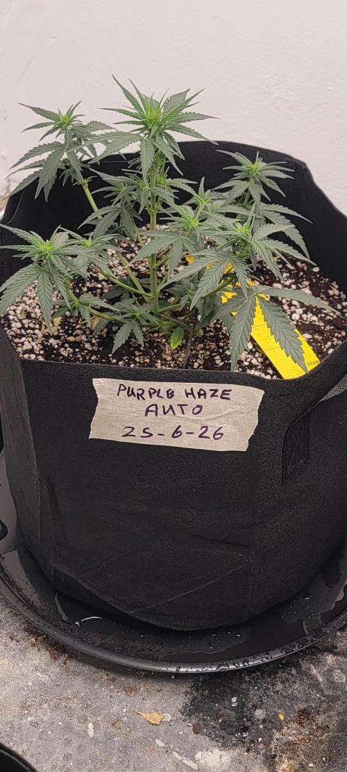 D BIG BOY GENETICS. Week 5 - It's now 7 inches tall an is now finished up its pre flowers 