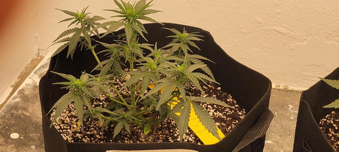 D BIG BOY GENETICS. Week 5
