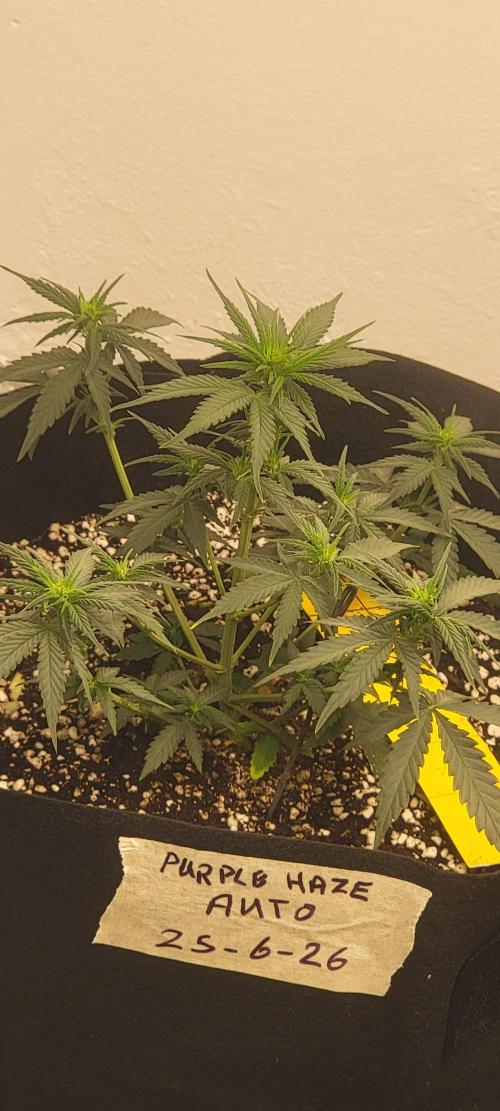 D BIG BOY GENETICS. Week 5