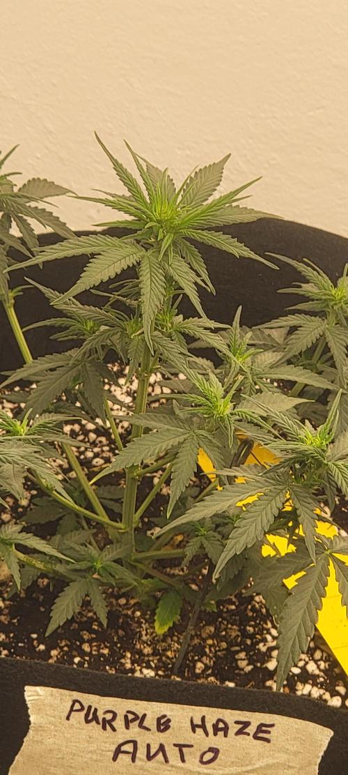 D BIG BOY GENETICS. Week 5