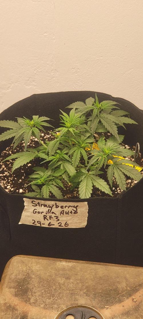 D BIG BOY GENETICS. Week 4 - It's 4.5 inches tall an she will veg must say love for she stacking closely 