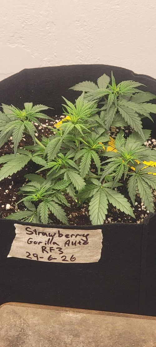 D BIG BOY GENETICS. Week 4
