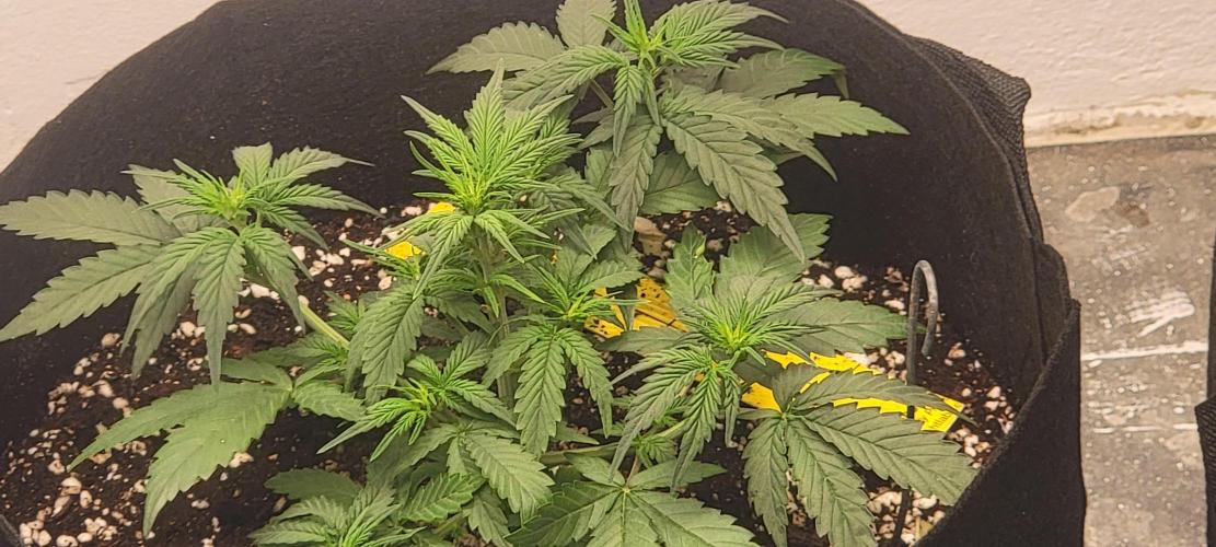 D BIG BOY GENETICS. Week 4