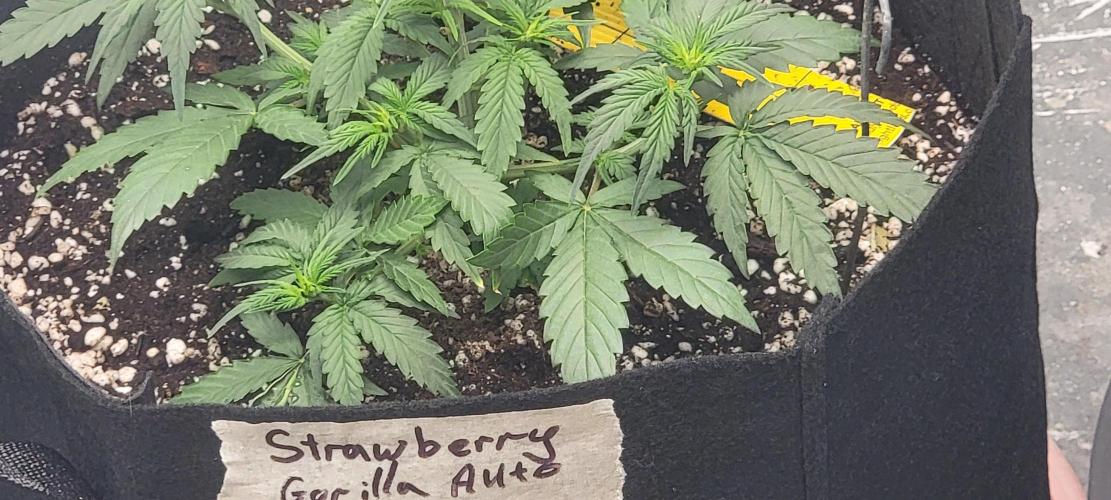 D BIG BOY GENETICS. Week 4