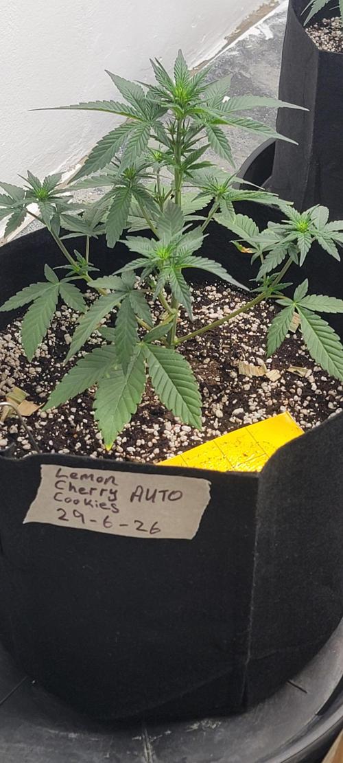 D BIG BOY GENETICS. Week 4 - It's now 9 inches tall coming alone nicely stretching a bit an start to stack to the top 