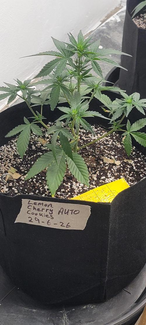 D BIG BOY GENETICS. Week 4
