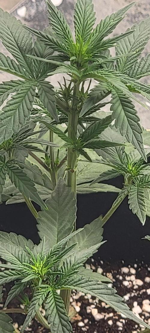 D BIG BOY GENETICS. Week 4 - See how close she stacking to the top 