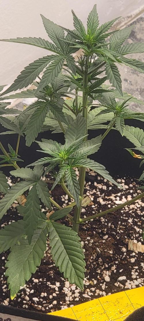 D BIG BOY GENETICS. Week 4 - Look how far apart she was stacking at the bottom 