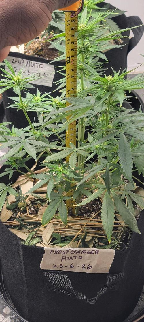 D BIG BOY GENETICS. Week 6 - 13.5 inches 