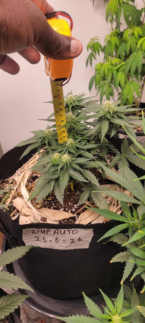D BIG BOY GENETICS. Week 6 - 7 inches 