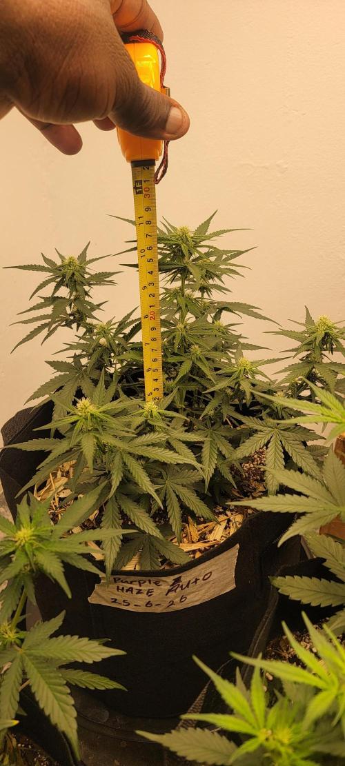 D BIG BOY GENETICS. Week 6 - 10.5 inches 