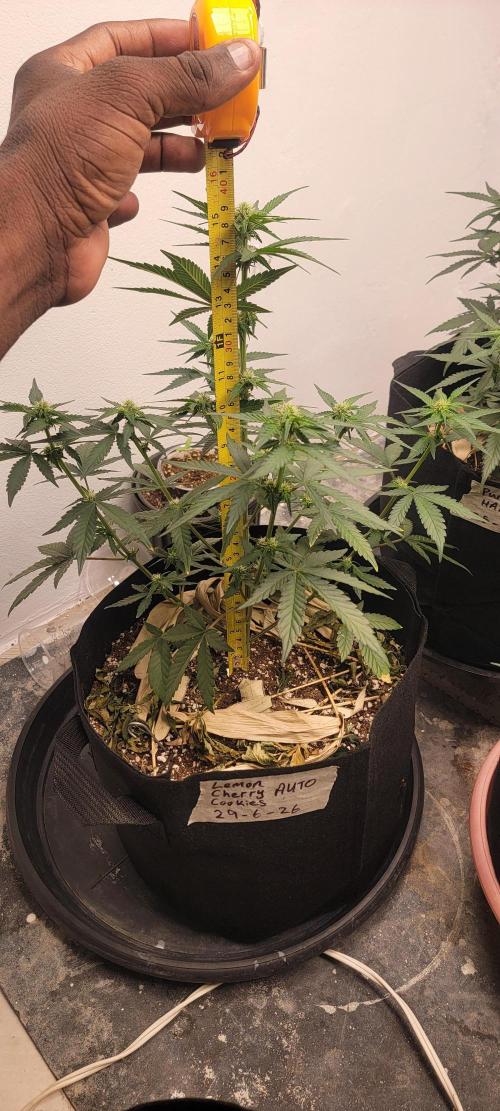 D BIG BOY GENETICS. Week 5 - 15 inches 
