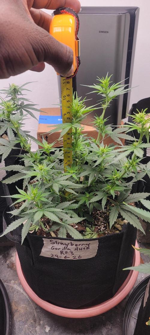 D BIG BOY GENETICS. Week 5 - 9.5 inches 