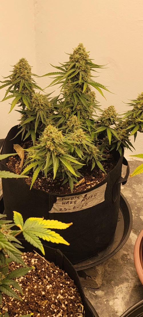 D BIG BOY GENETICS. Week 9