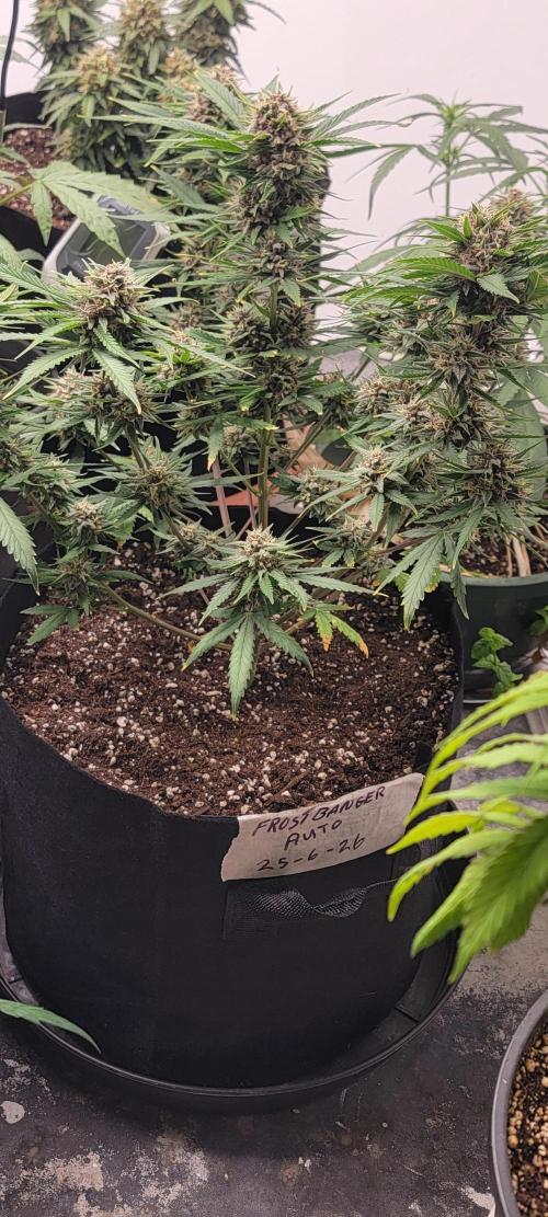 D BIG BOY GENETICS. Week 9