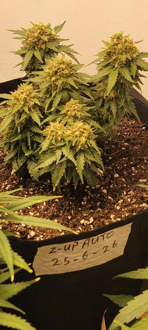 D BIG BOY GENETICS. Week 9