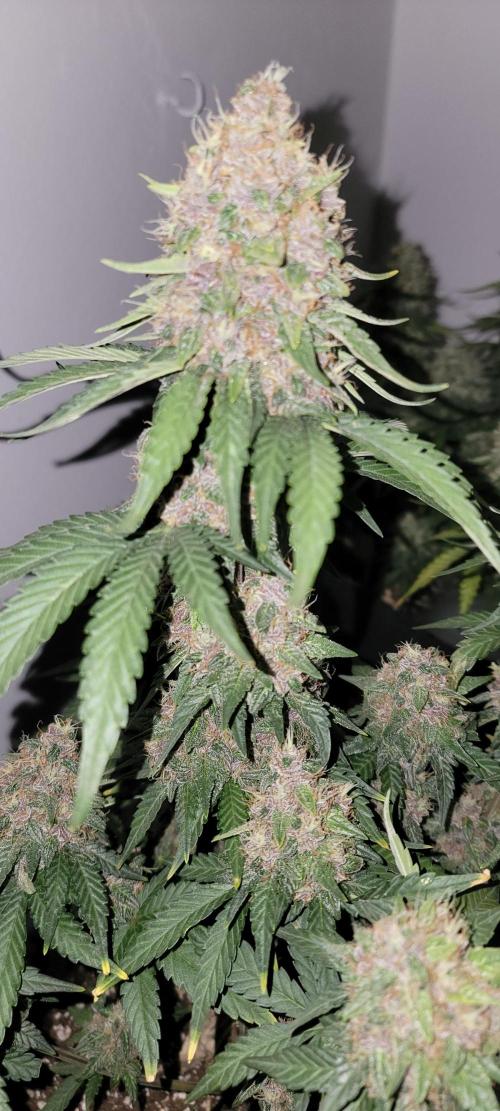 D BIG BOY GENETICS. Week 8