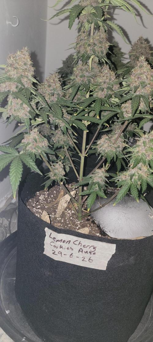 D BIG BOY GENETICS. Week 8