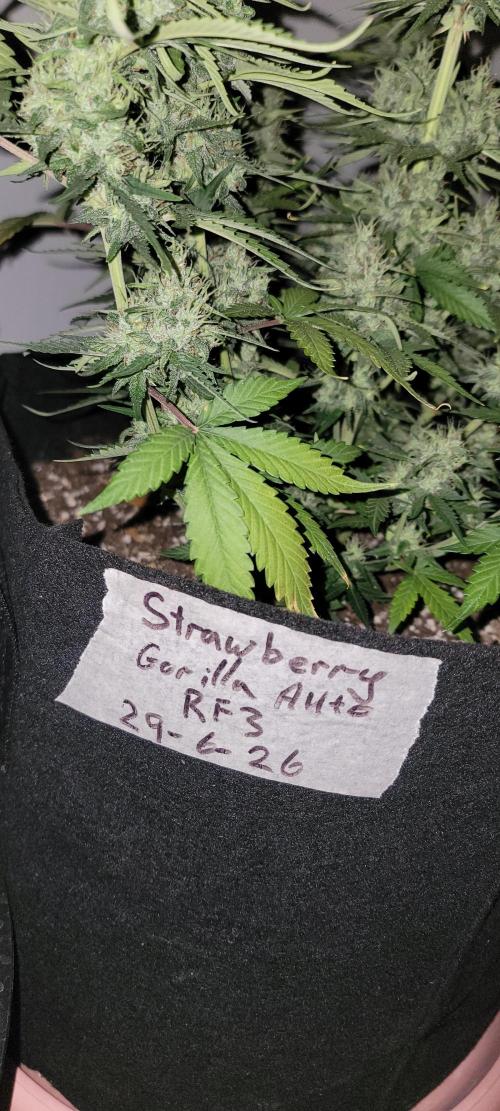 D BIG BOY GENETICS. Week 8