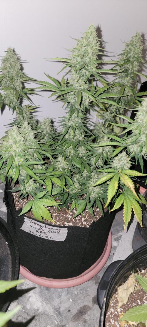 D BIG BOY GENETICS. Week 8