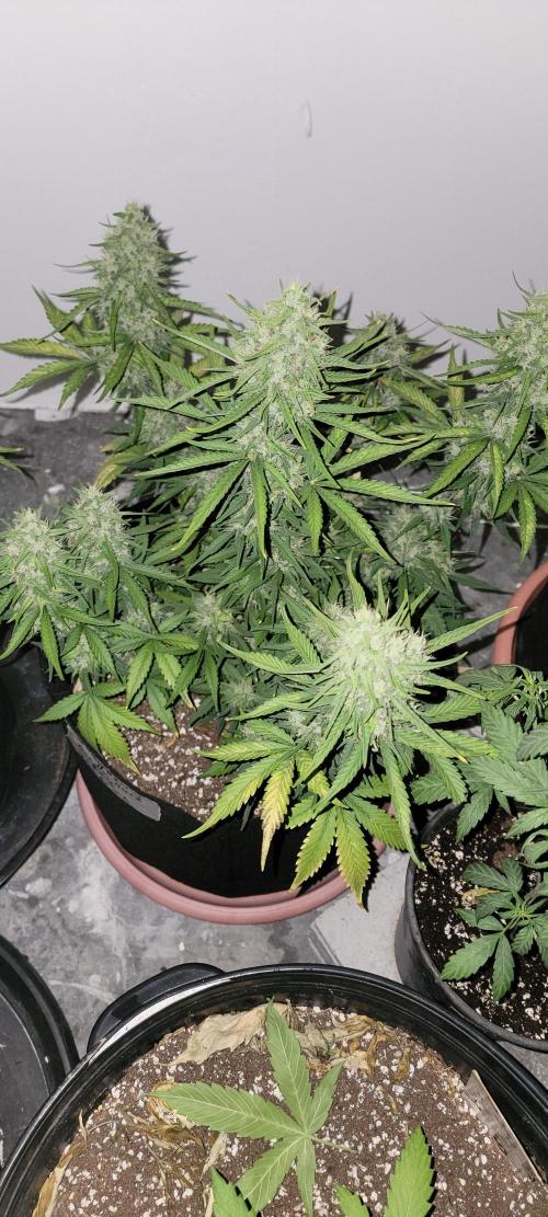 D BIG BOY GENETICS. Week 8