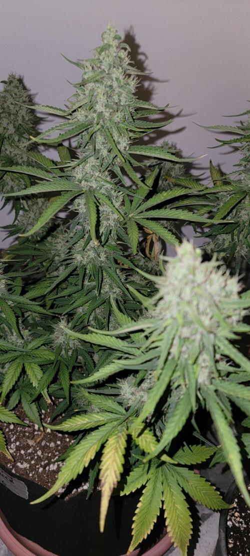 D BIG BOY GENETICS. Week 8