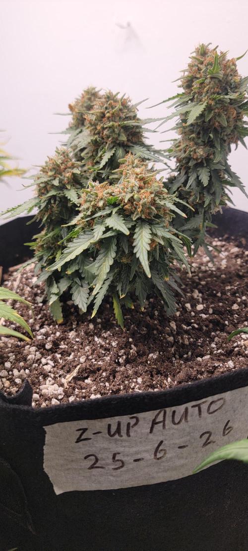 D BIG BOY GENETICS. Week 10