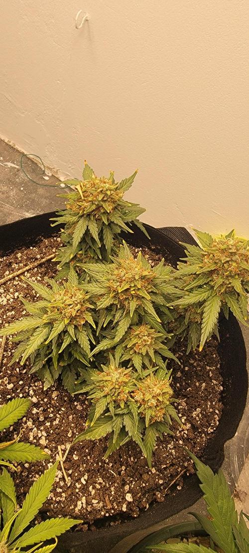 D BIG BOY GENETICS. Week 10