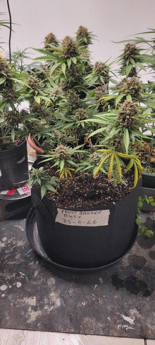 D BIG BOY GENETICS. Week 10