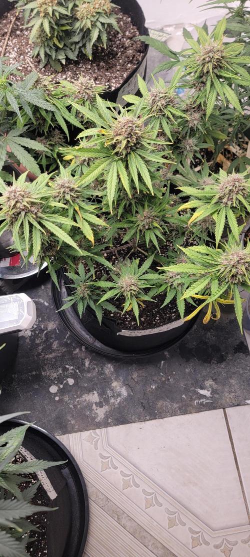 D BIG BOY GENETICS. Week 10
