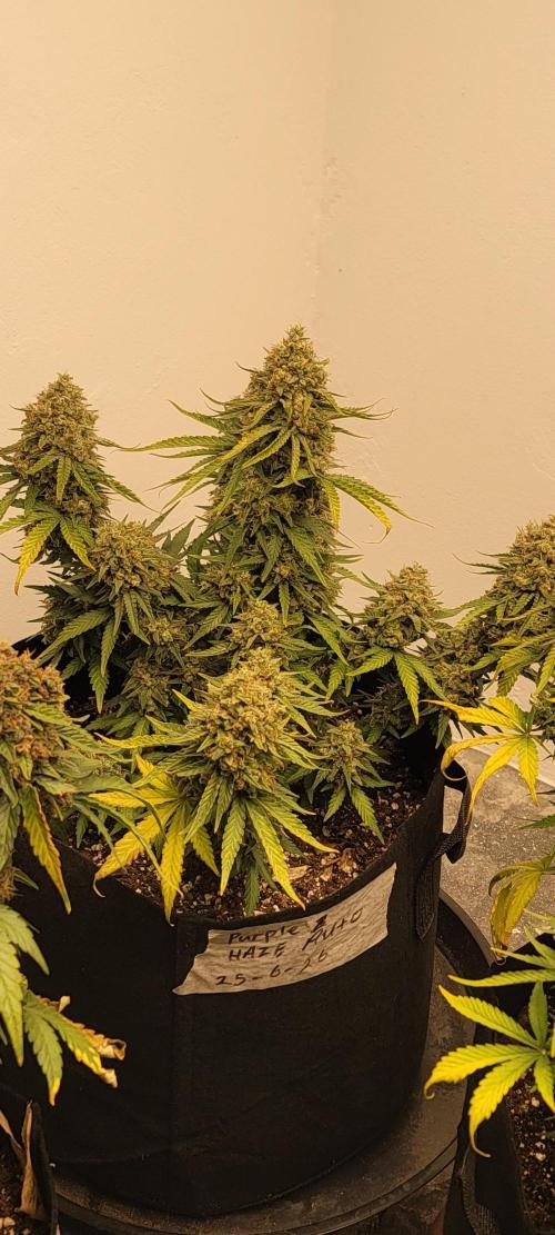 D BIG BOY GENETICS. Week 10
