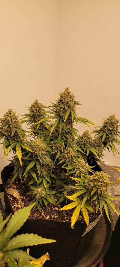 D BIG BOY GENETICS. Week 10